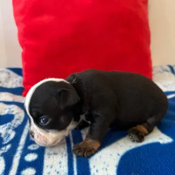 Holly | image 4