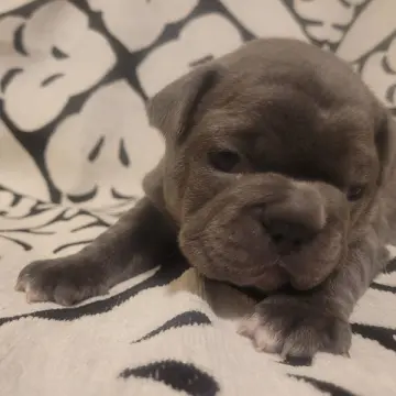 Francine | image 2