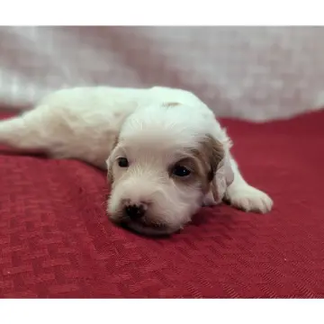 Jesse | image 6