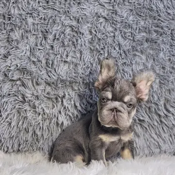 Apollo