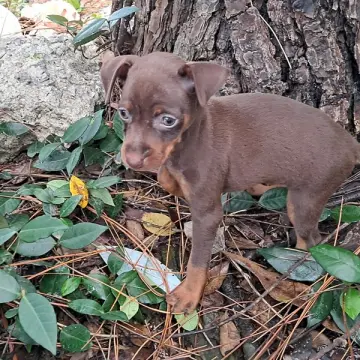 Stormie