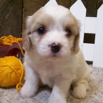 Ella