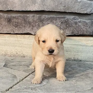 Leo | image 3
