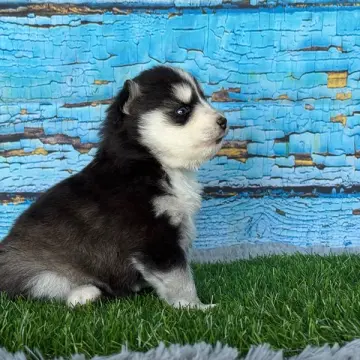 Bonnie | image 2