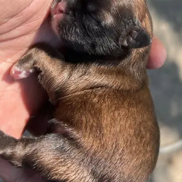 Mocha | image 3