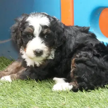 Addie | image 4