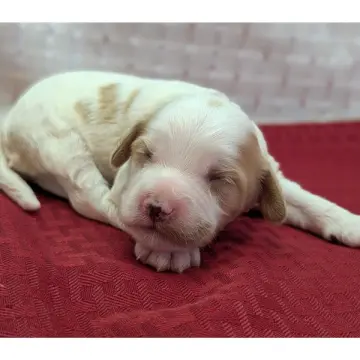 Lucky | image 7