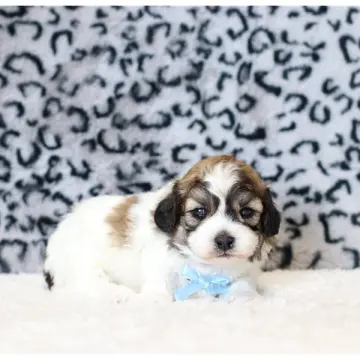 Flynn
