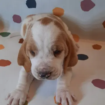 Nigel | image 3