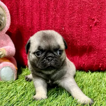 Bella | image 3