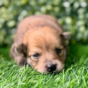 Mason | image 2