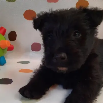 Otis | image 9