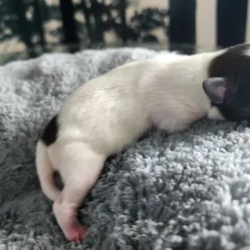 Willow