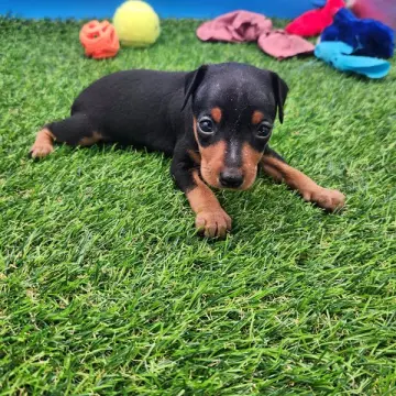 Isabella