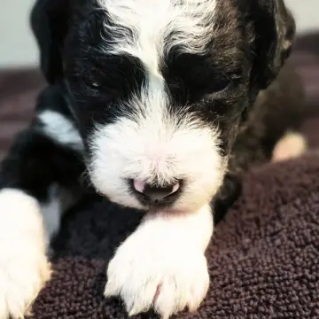 Dylan