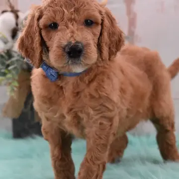 Nigel