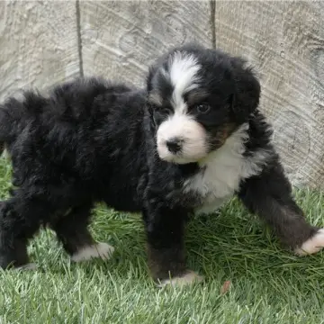 Frankie | image 2