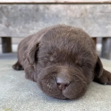 Jada | image 3