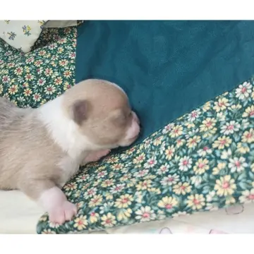 Finn | image 6