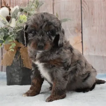 Monty | image 6