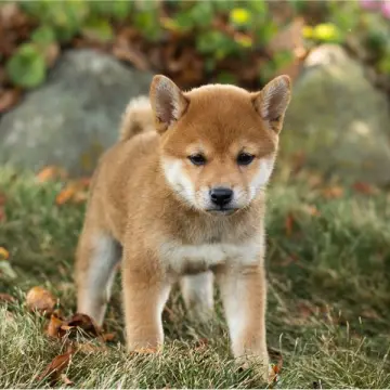 Chloe | image 2