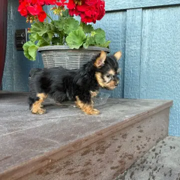 Lillian | image 3