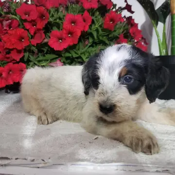 Liam | image 2