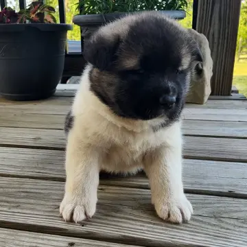 Stella | image 3
