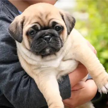 Lola | image 2