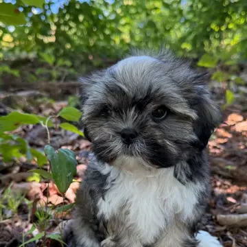 Callie | image 2