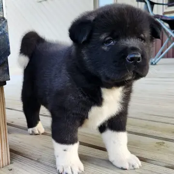 Sloane