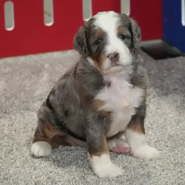 Maggie