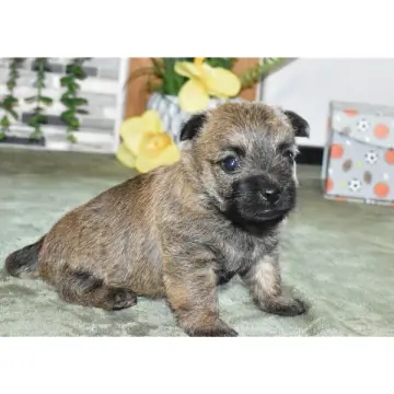 Freya | image 3