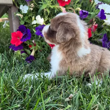 Gustavo | image 5