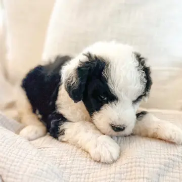 Bobby | image 2