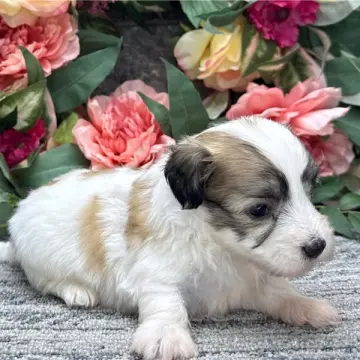Omar | image 2