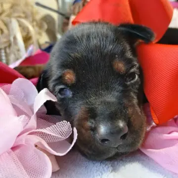 Nyla Storm | image 6