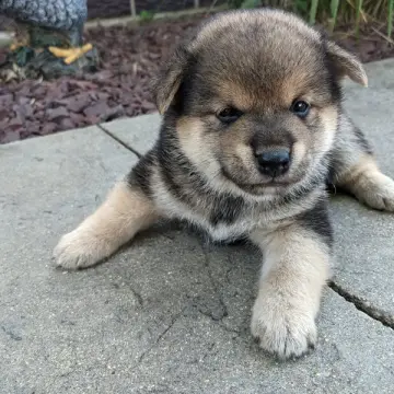 Akio