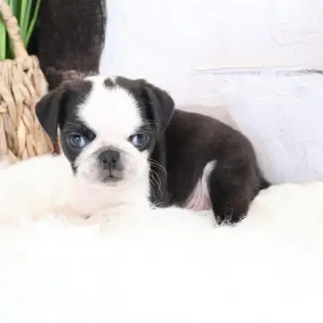 Norman | image 4