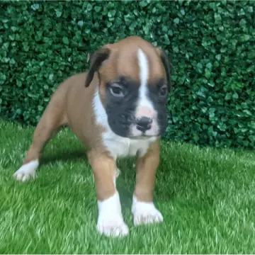Boss | image 4