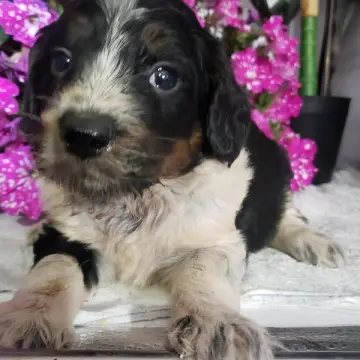 Lucy