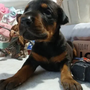 Titan