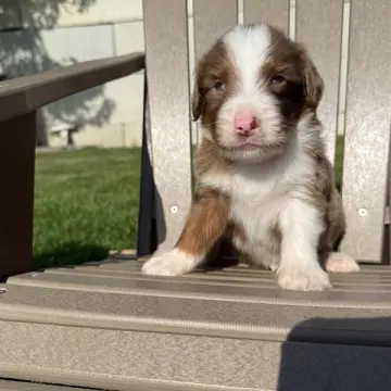 Gustavo | image 2