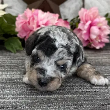 Zane | image 2