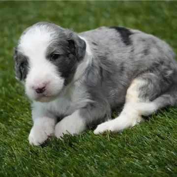 Sammy | image 2