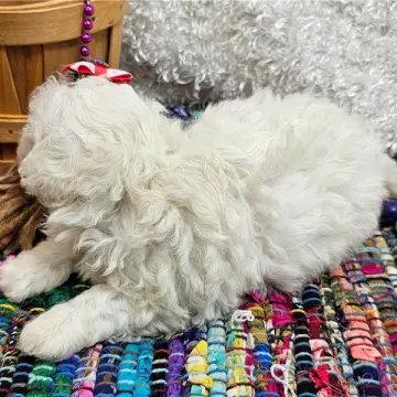 Koda