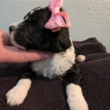 Delilah | image 3