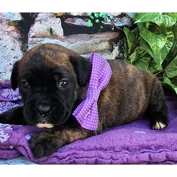 Gina | image 6
