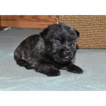 Freya | image 4