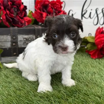 Holly | image 2